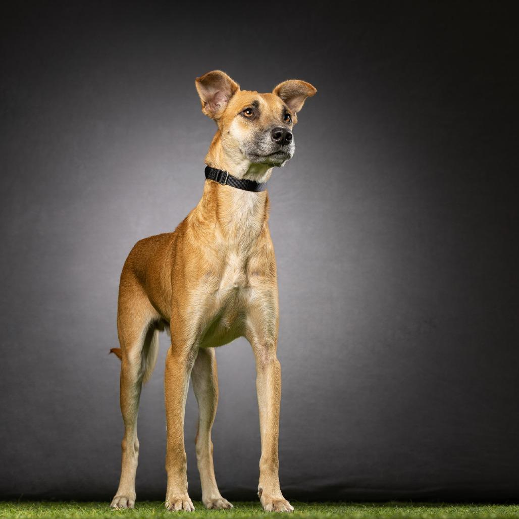 Enlarge Kevin, a Adoptable Mixed Breed in Jupiter, FL image 4/6