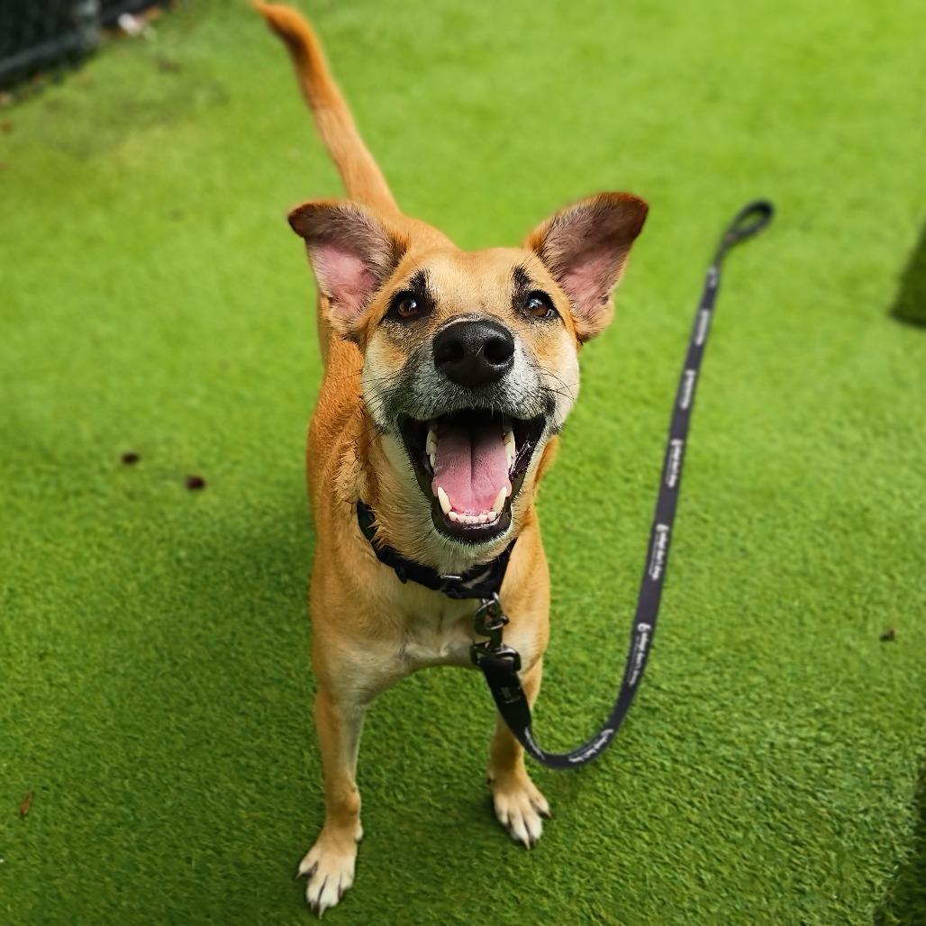 Enlarge Kevin, a Adoptable Mixed Breed in Jupiter, FL image 5/6