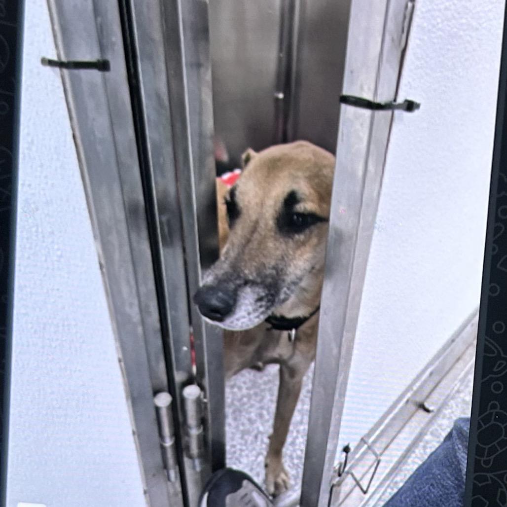 Enlarge Kevin, a Adoptable Mixed Breed in Jupiter, FL image 6/6