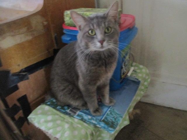 Alonzo, Adoptable, Adult Male Domestic Short Hair.