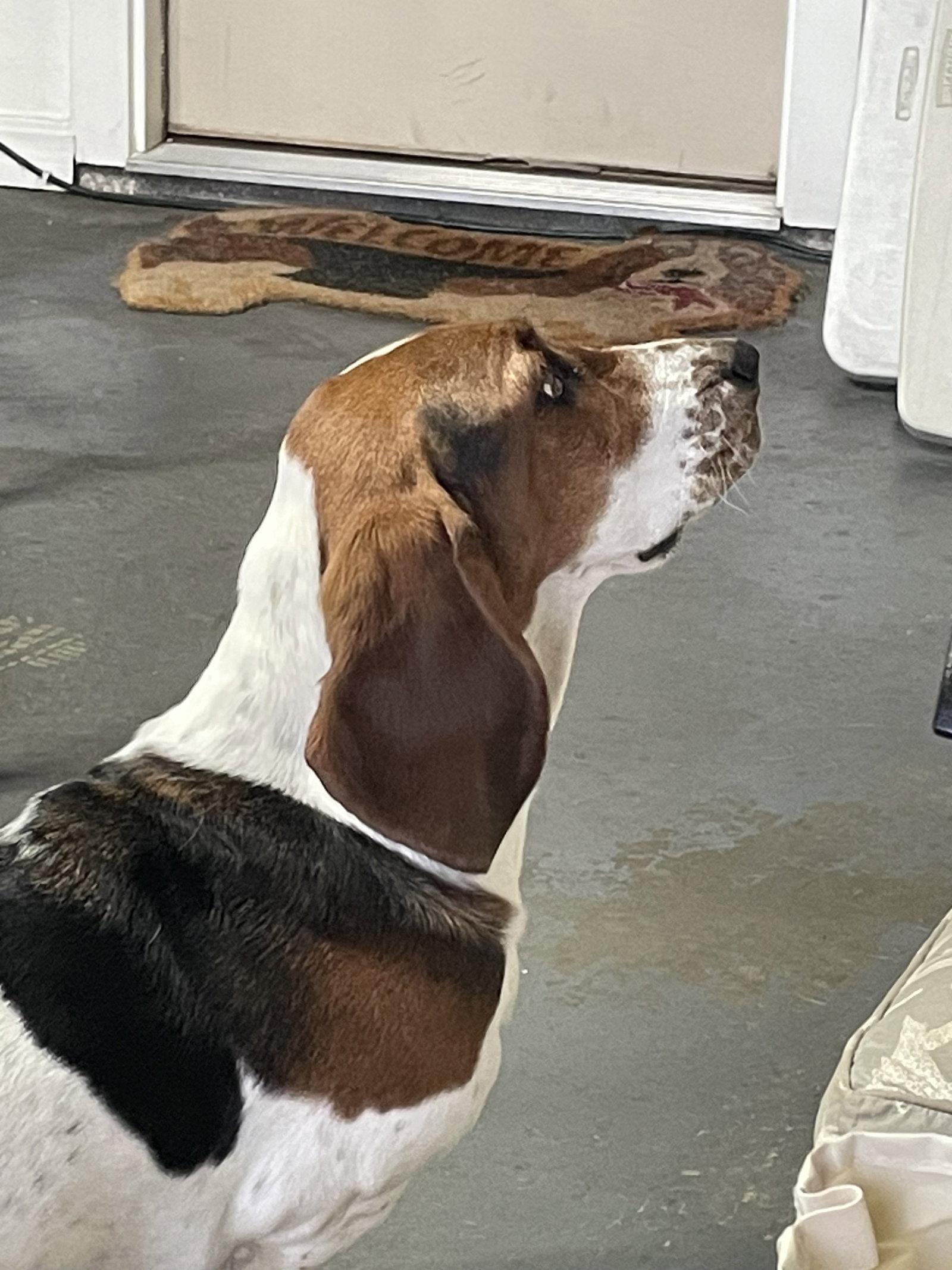 Violet, Adopted, Young Female Basset Hound.