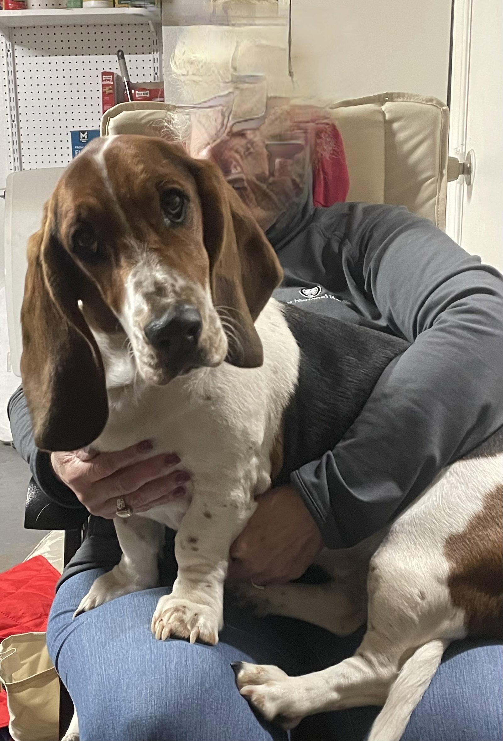 Enlarge Violet, a Adopted Basset Hound in Grapevine, TX image 2/3
