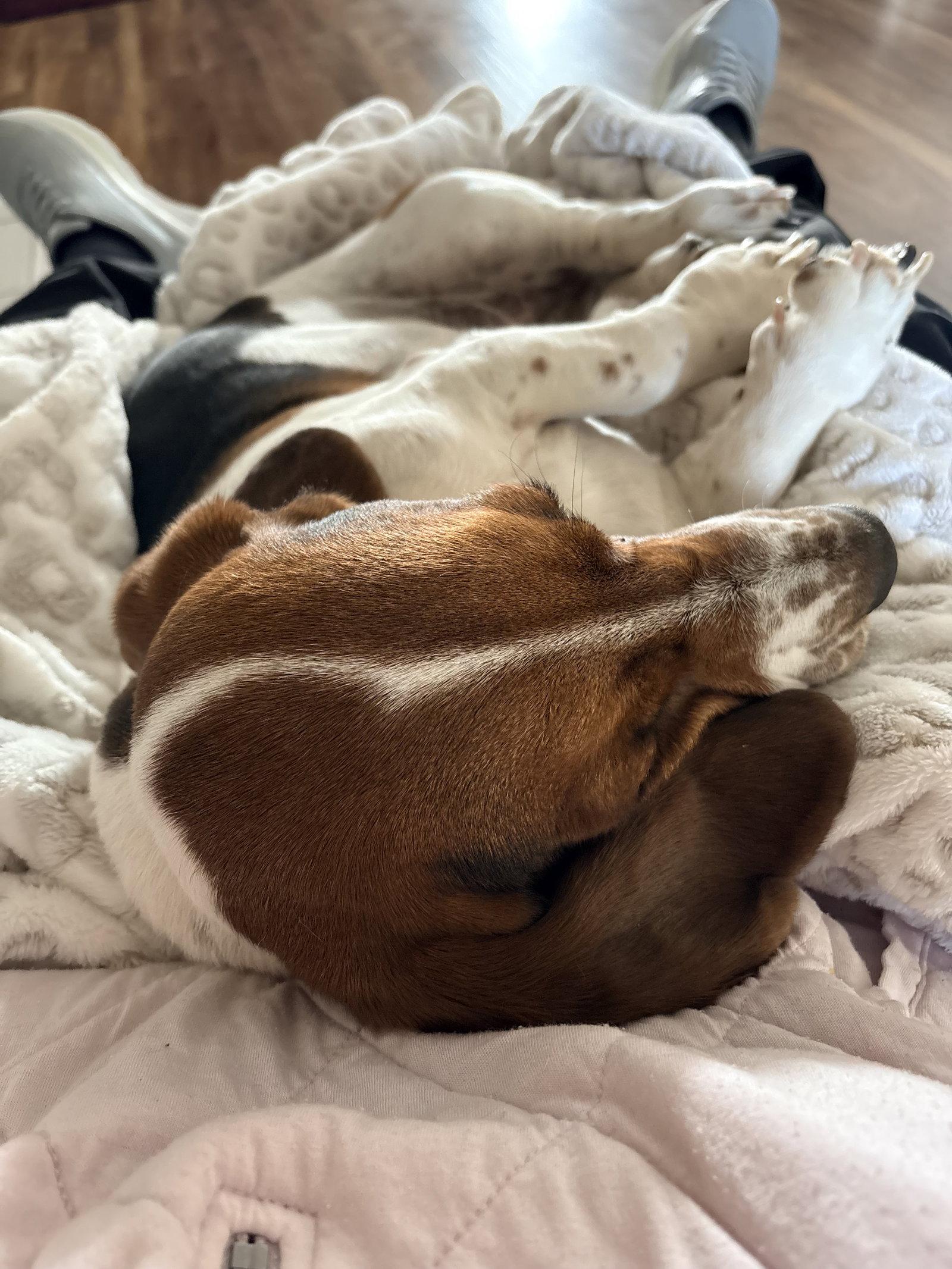 Enlarge Violet, a Adopted Basset Hound in Grapevine, TX image 3/3