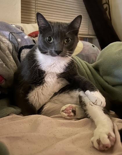 Jonny, Adoptable, Adult Male Domestic Short Hair & Domestic Short Hair.