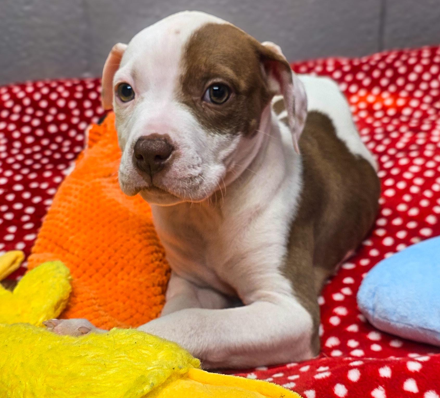Enlarge Fawn, an adopted mixed breed in Riverdale, UT image 2/3