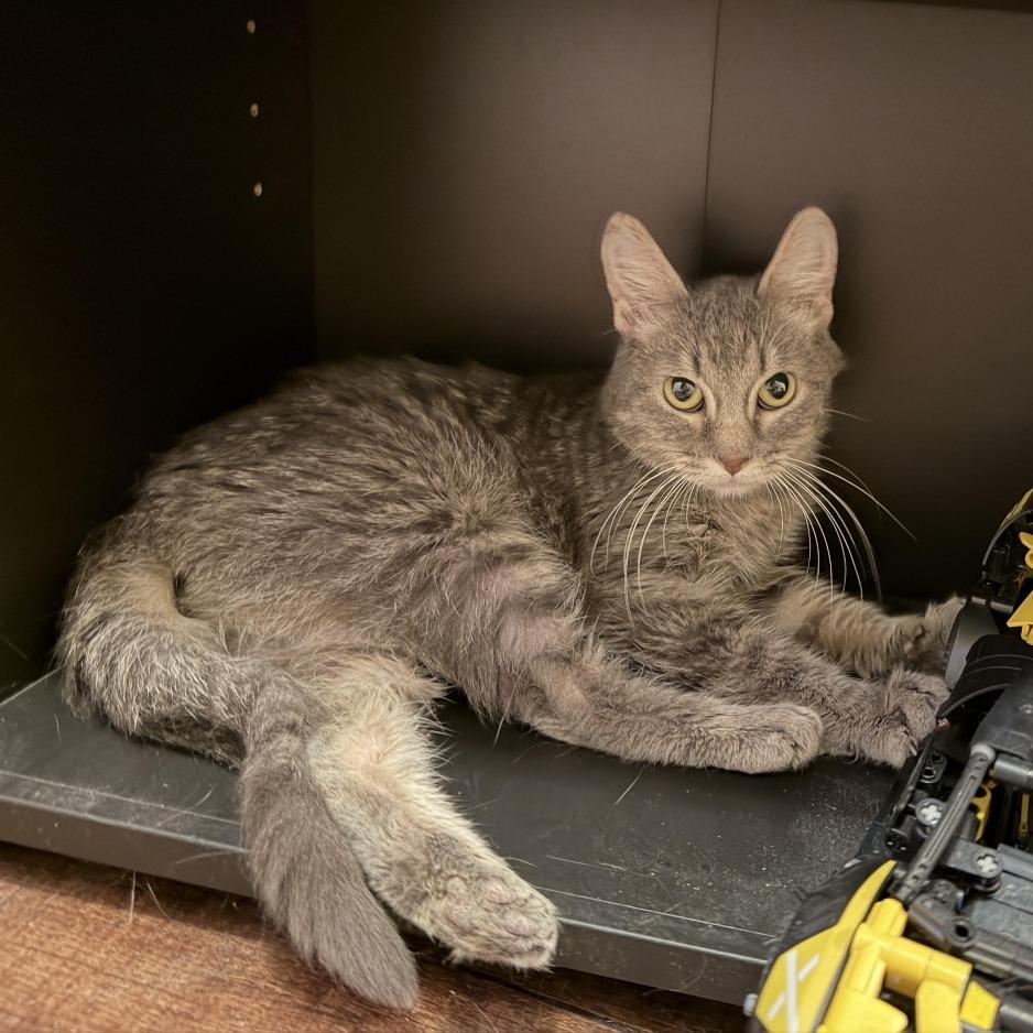 Zeke, Adoptable, Adult Male Domestic Short Hair.