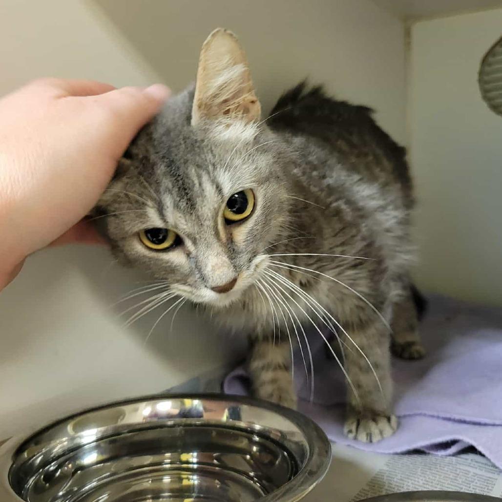 Zeke, a Adoptable Domestic Short Hair in Columbia, MO image 3/6