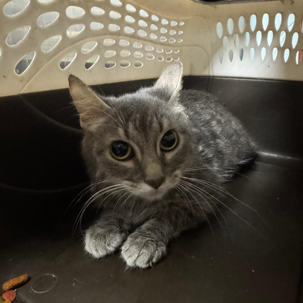 Zeke, a Adoptable Domestic Short Hair in Columbia, MO image 5/6