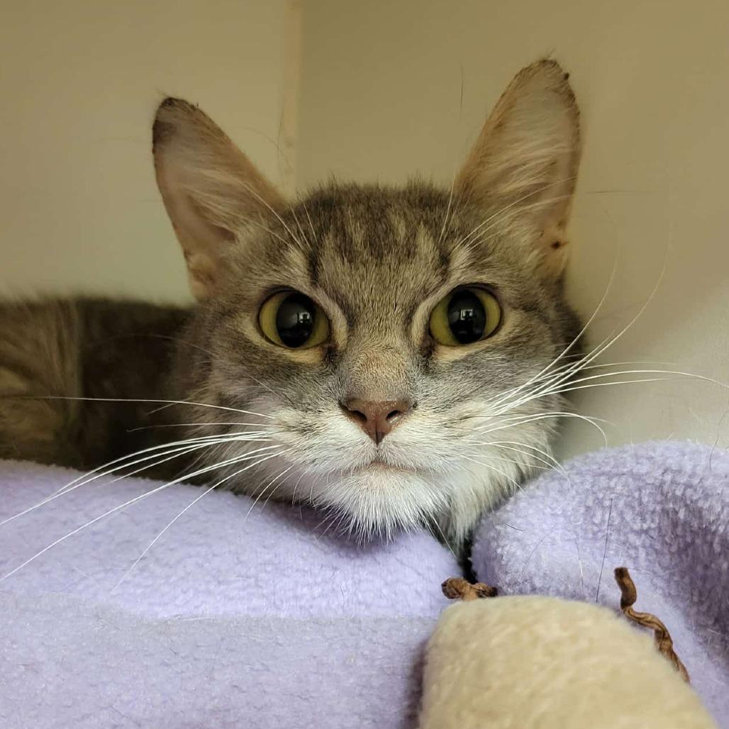 Zeke, a Adoptable Domestic Short Hair in Columbia, MO image 6/6