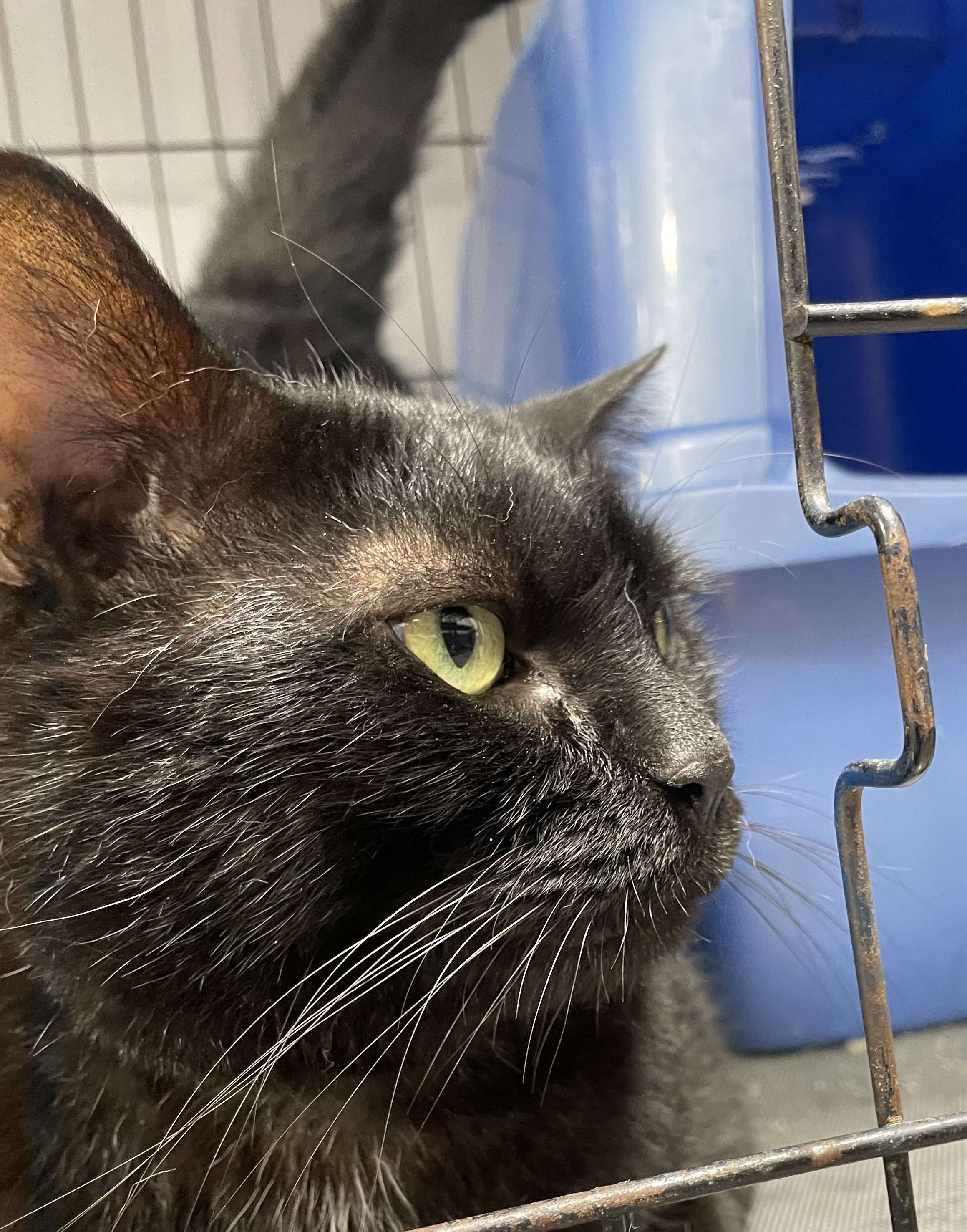 Cat for adoption Lucky, a Domestic Short Hair in Le Mars, IA Petfinder