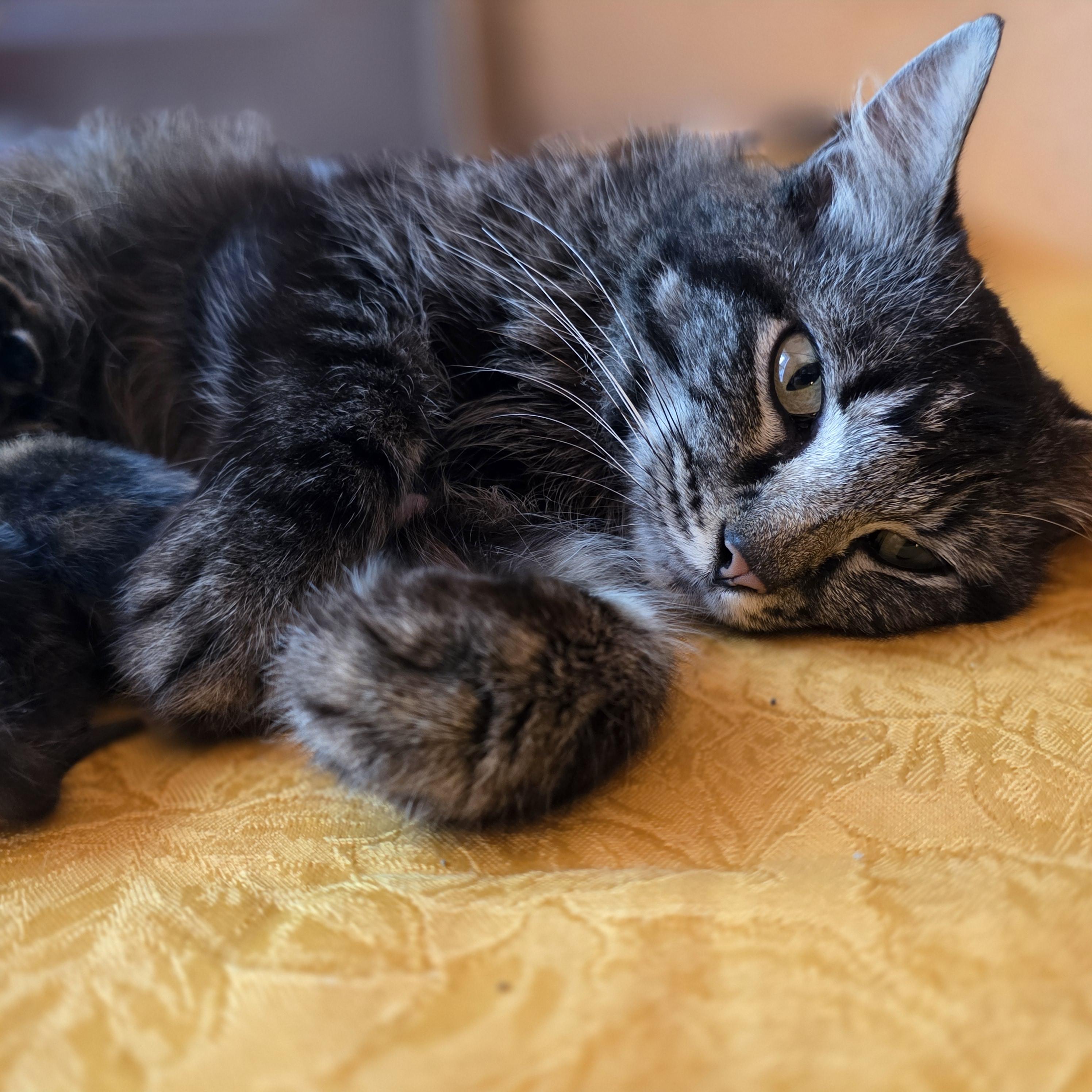 Enlarge Gracie, a Adoptable Domestic Medium Hair in Tallahassee, FL image 3/6