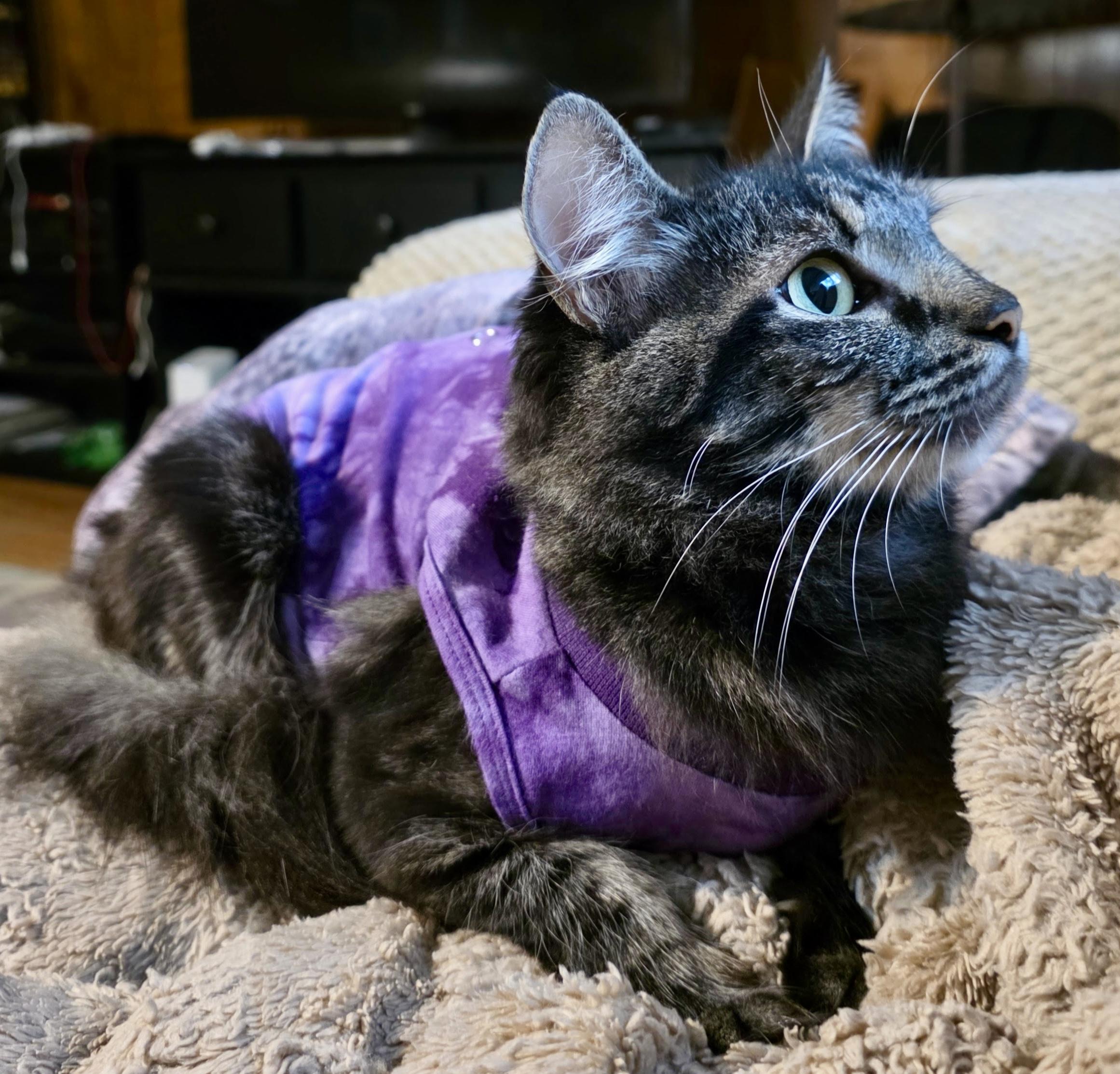 Enlarge Gracie, a Adoptable Domestic Medium Hair in Tallahassee, FL image 4/6