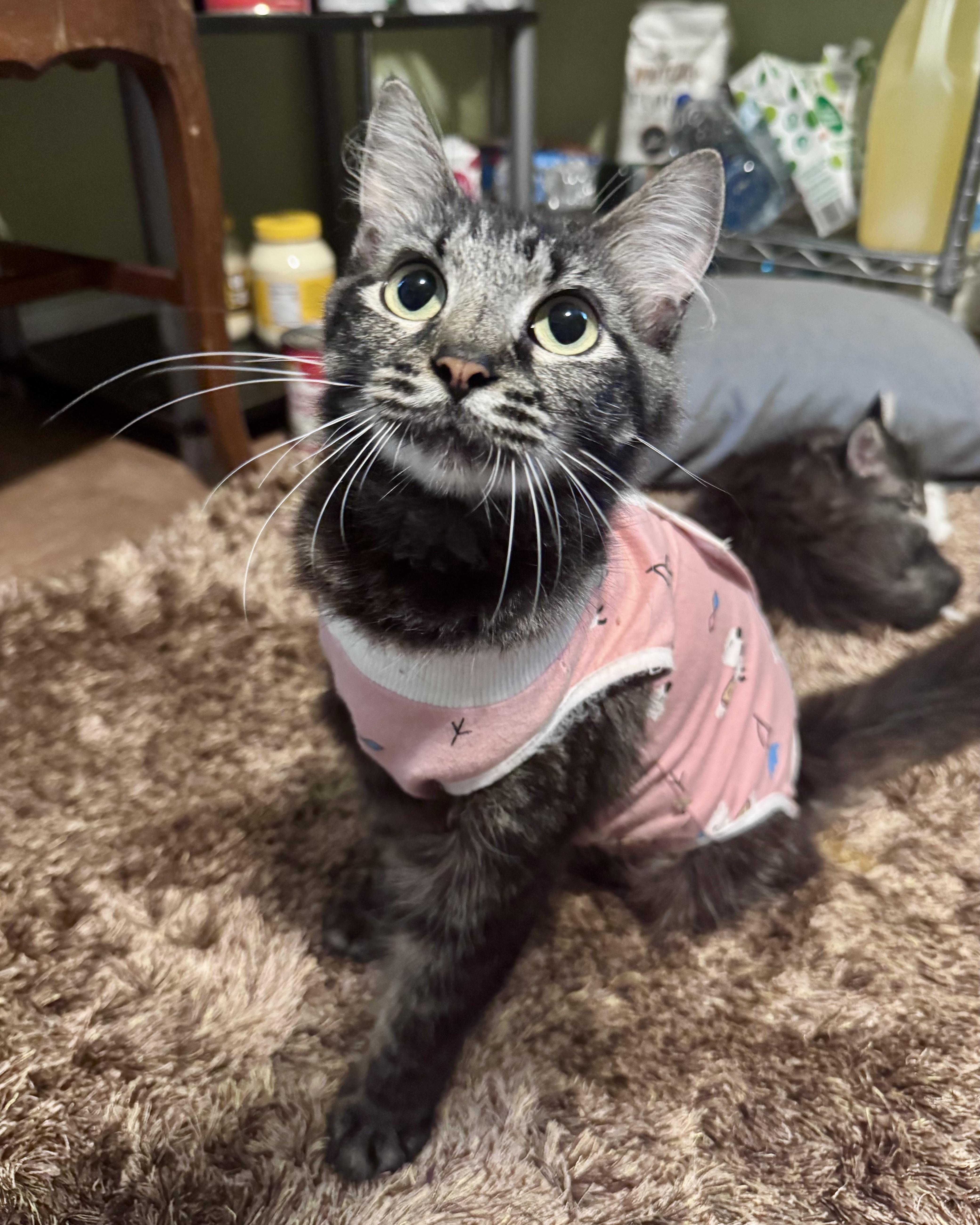 Enlarge Gracie, a Adoptable Domestic Medium Hair in Tallahassee, FL image 6/6