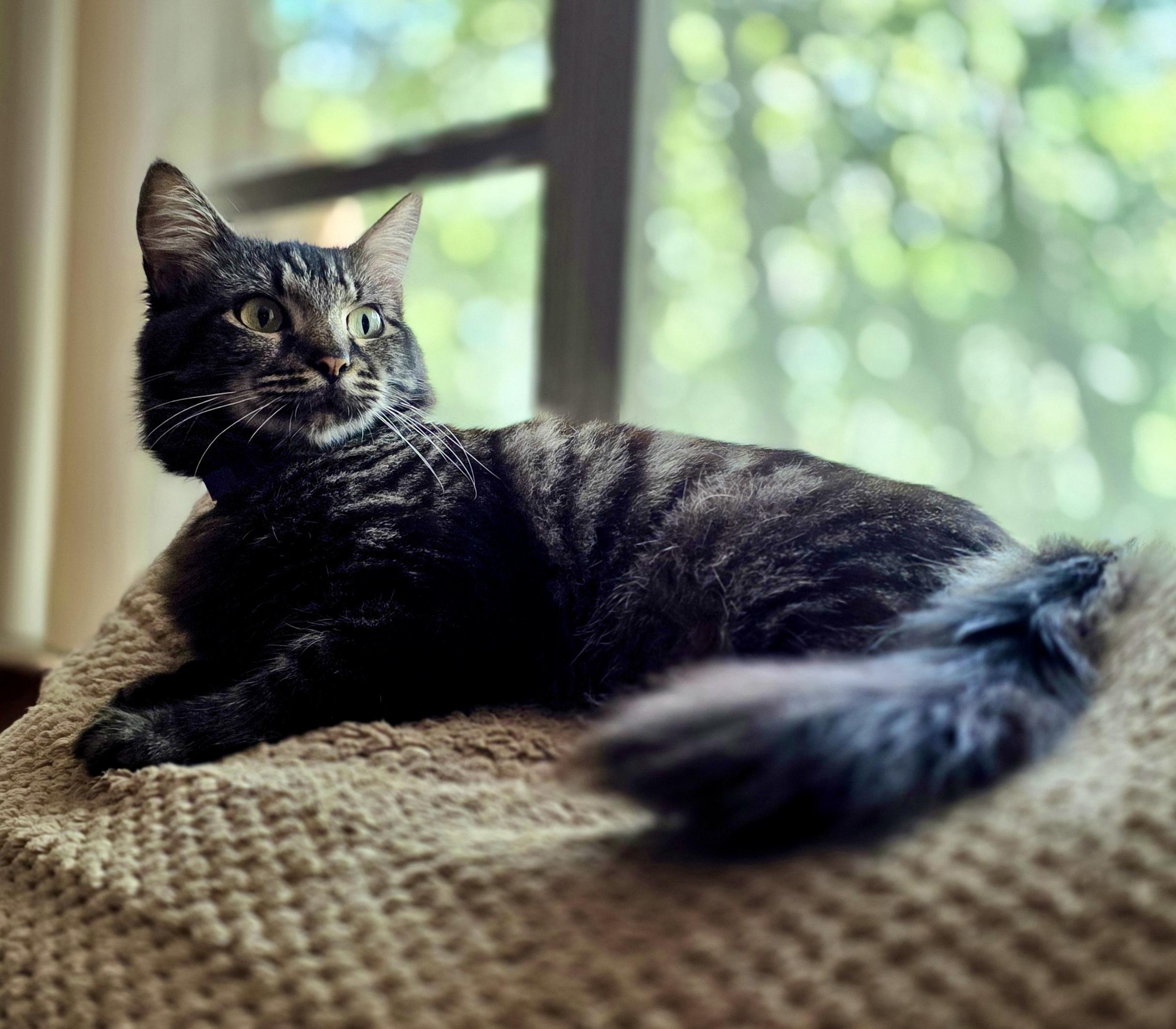 Enlarge Gracie, a Adoptable Domestic Medium Hair in Tallahassee, FL image 2/6
