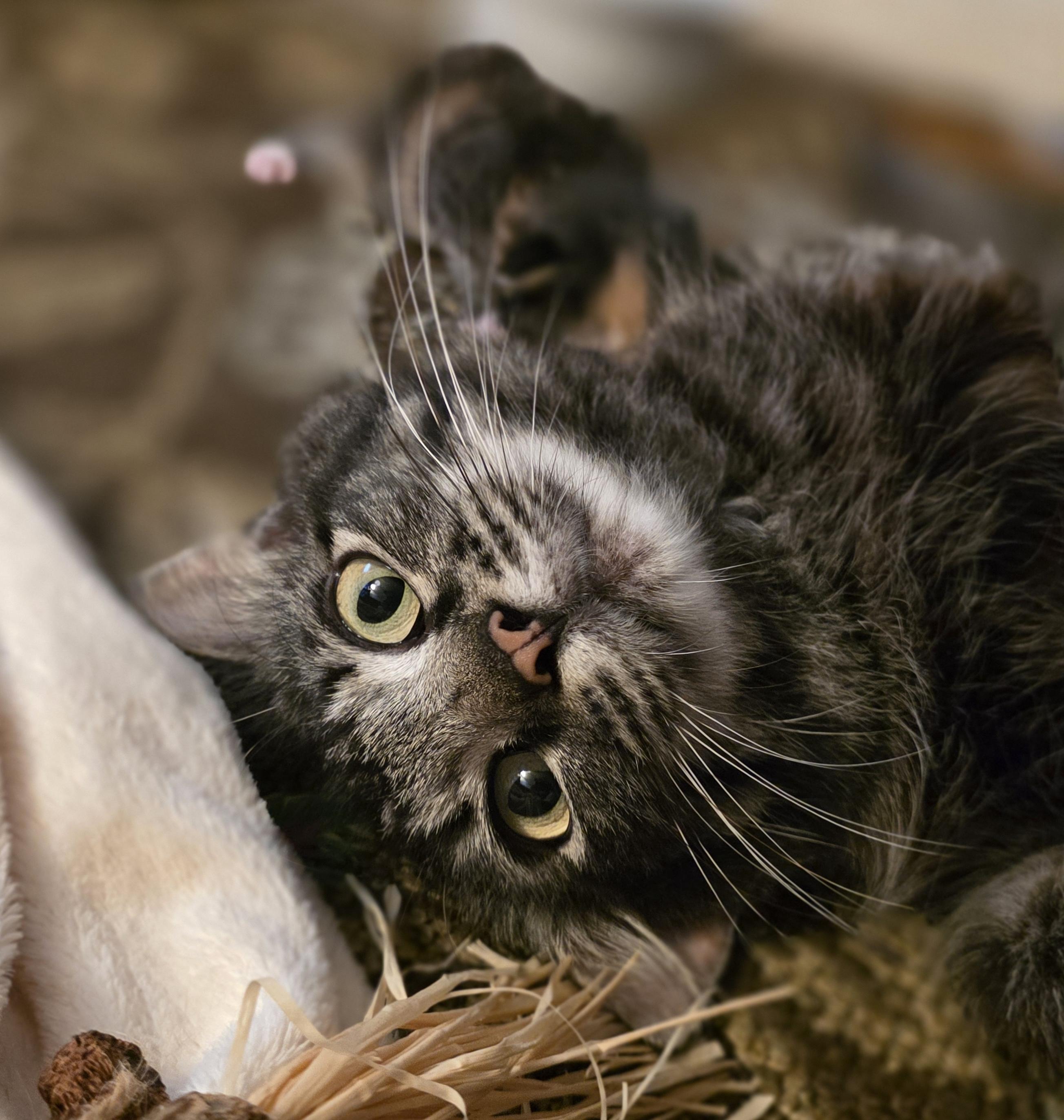 Enlarge Gracie, a Adoptable Domestic Medium Hair in Tallahassee, FL image 1/6