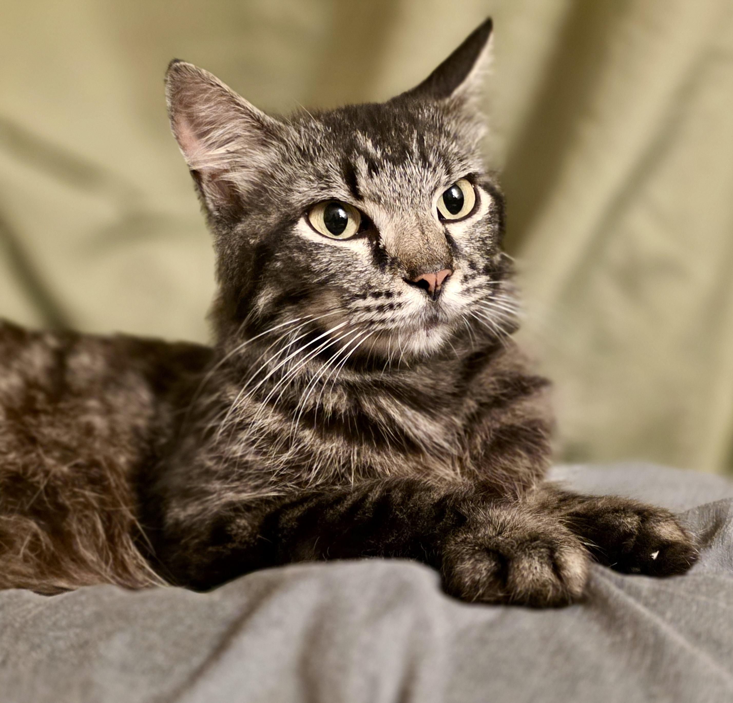 Enlarge Gracie, a Adoptable Domestic Medium Hair in Tallahassee, FL image 5/6