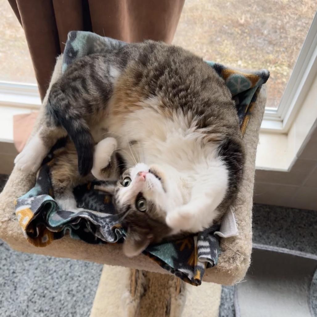 Lily, Adoptable, Senior Female Domestic Short Hair.