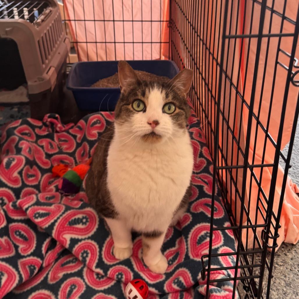 Lily, Adoptable, Senior Female Domestic Short Hair.