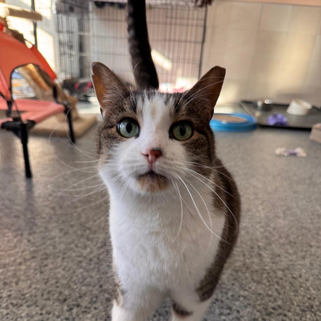 Enlarge Lily, a Adoptable Domestic Short Hair in Mondovi, WI image 3/4