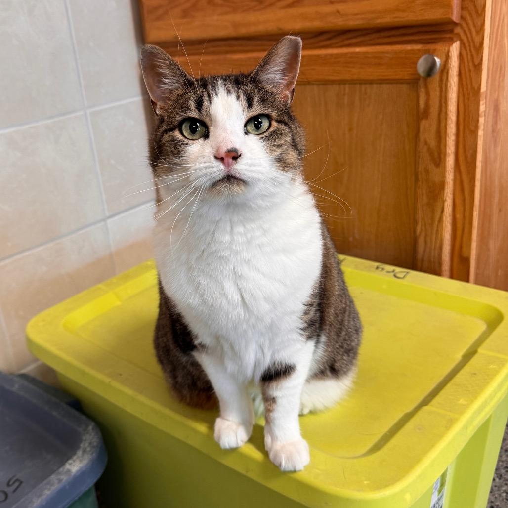 Enlarge Lily, a Adoptable Domestic Short Hair in Mondovi, WI image 4/4