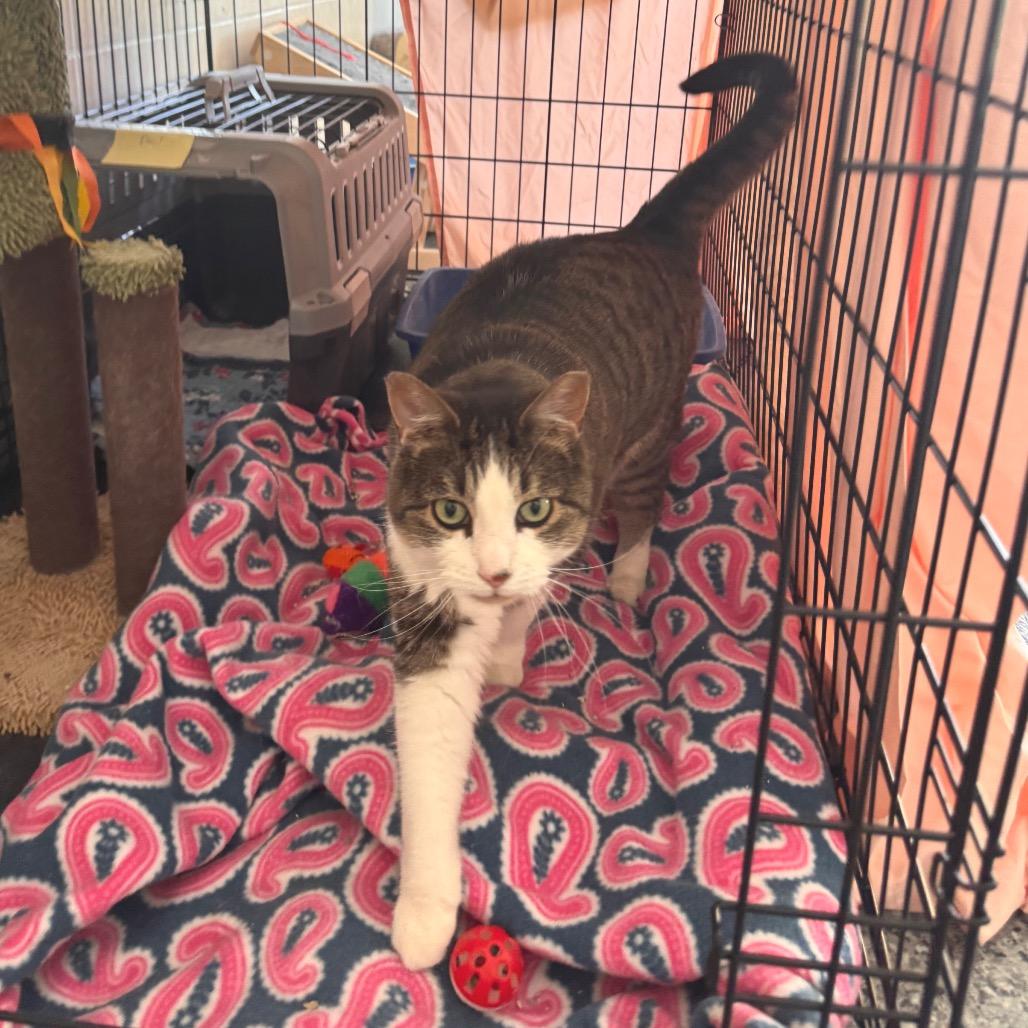 Enlarge Lily, a Adoptable Domestic Short Hair in Mondovi, WI image 2/4