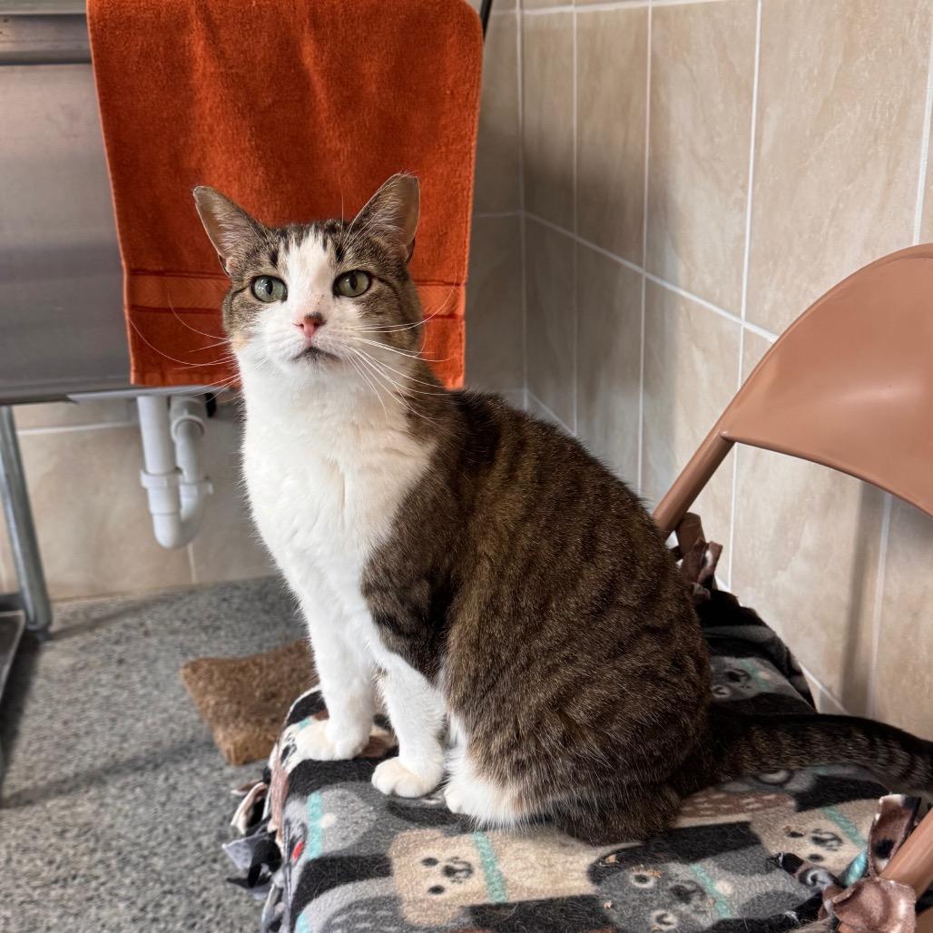 Lily, a Adoptable Domestic Short Hair in Mondovi, WI image 4/4