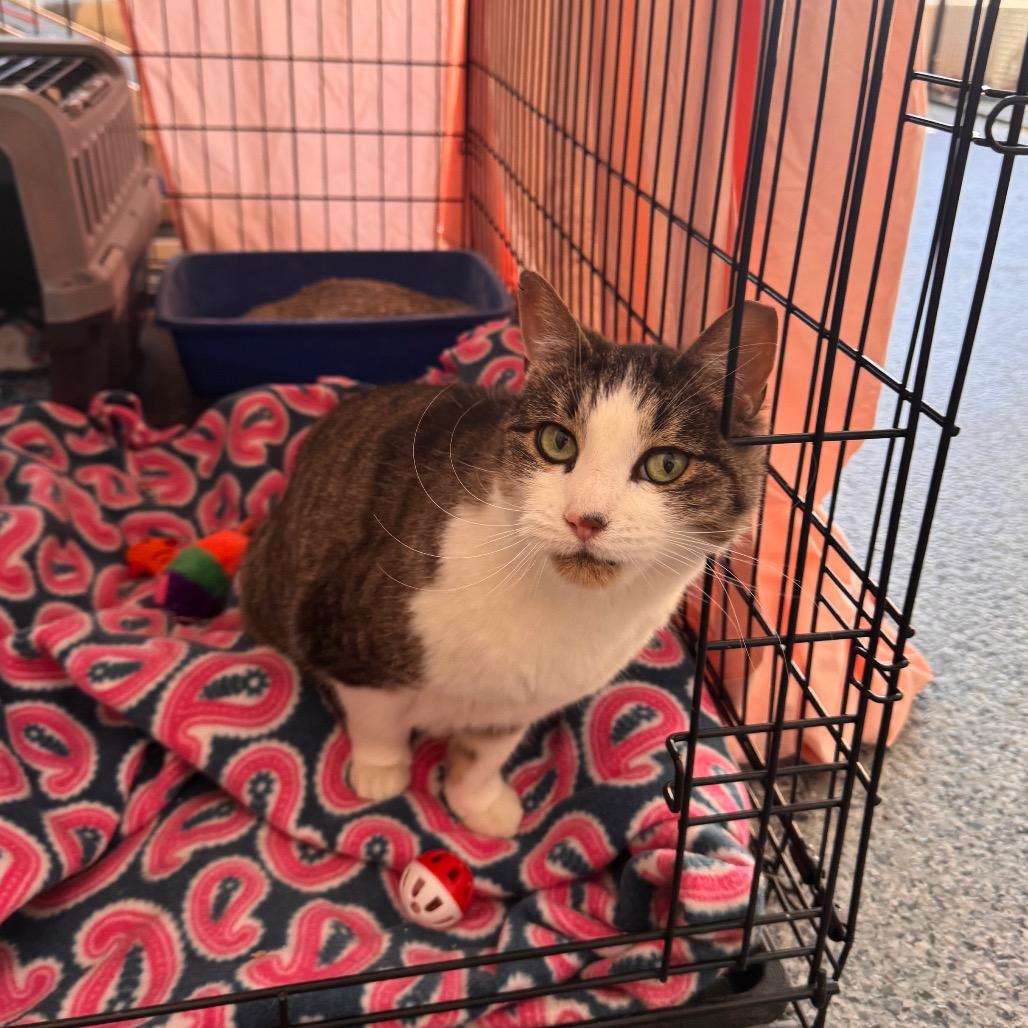 Enlarge Lily, a Adoptable Domestic Short Hair in Mondovi, WI image 3/4