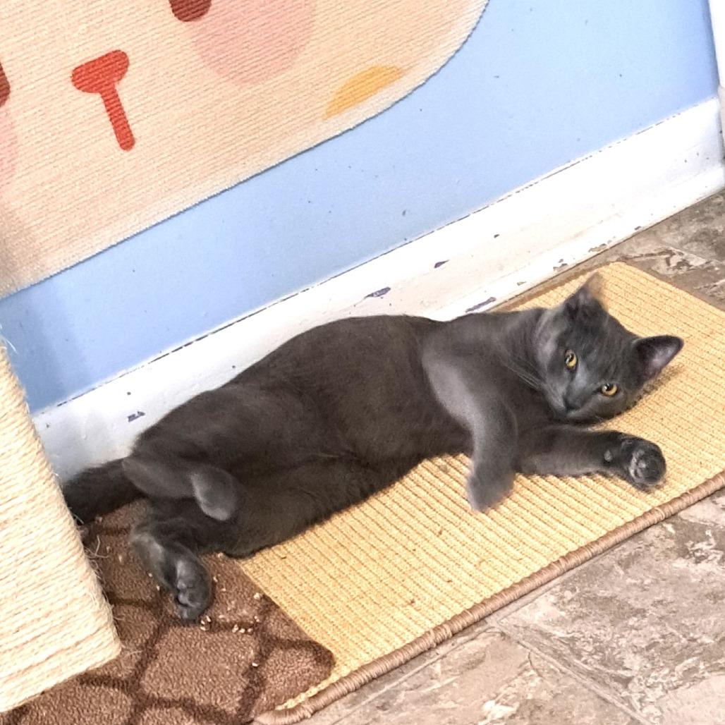 Zorro — thumbnail 3