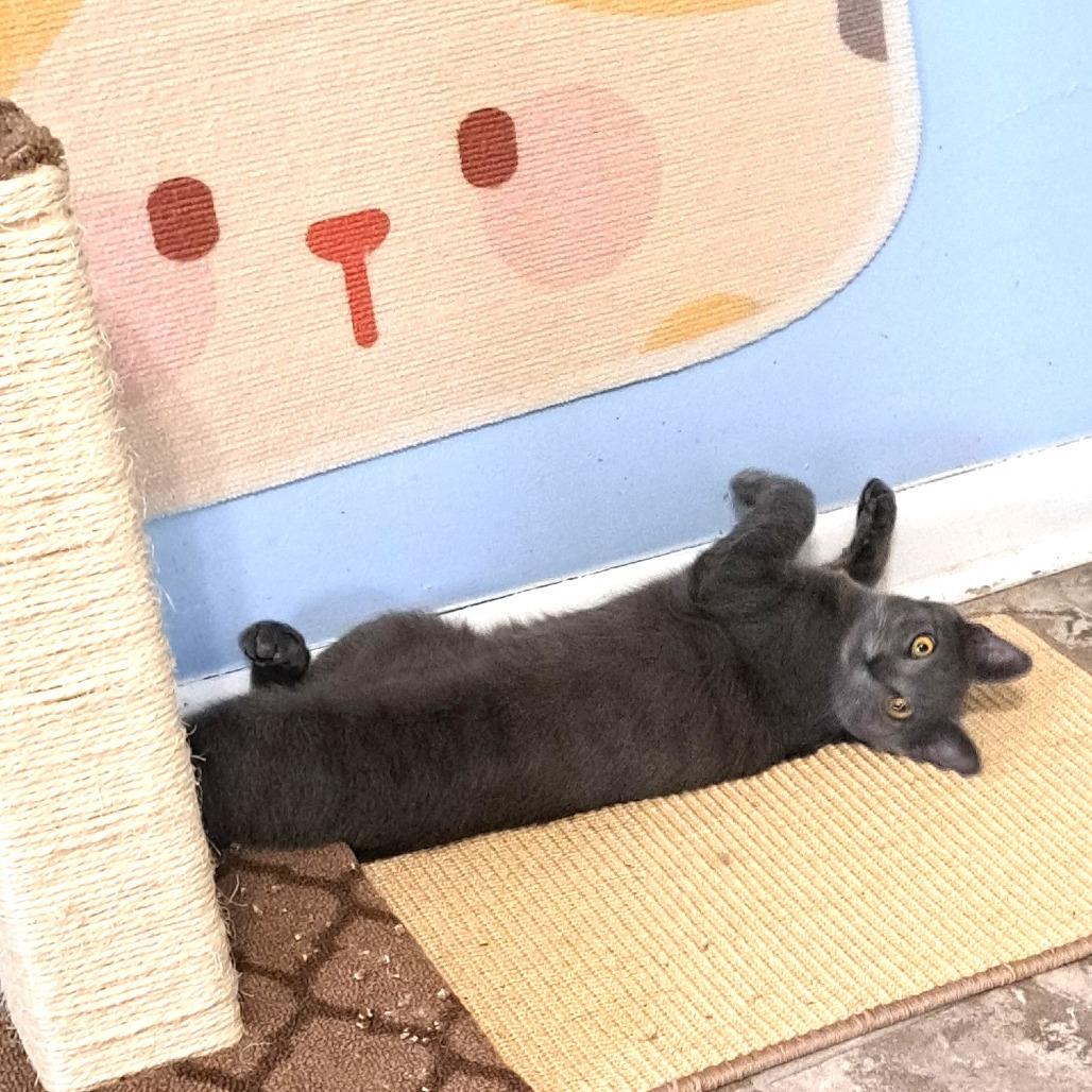 Zorro — thumbnail 4