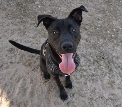 Sydney, ADOPTABLE, Young Female Labrador Retriever & Mountain Cur.
