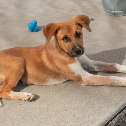 Ollie, a ADOPTABLE mixed breed in San Andreas, CA image 2/2