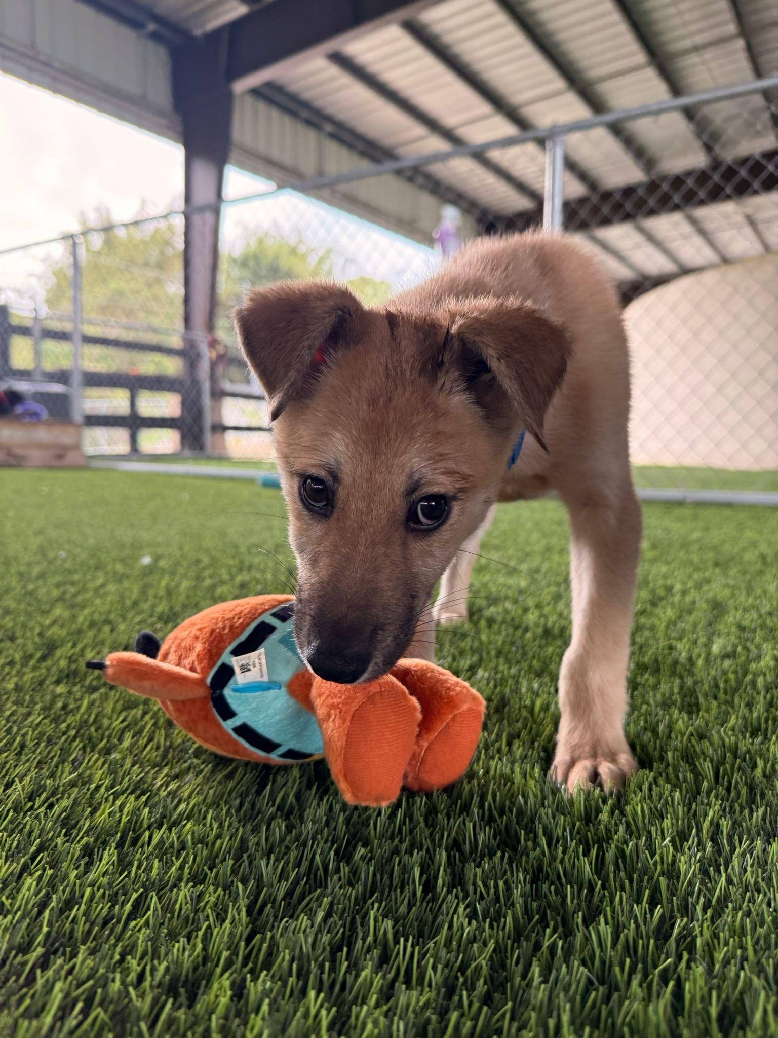 Enlarge Henry, a Adoptable mixed breed in Brooklyn, NY image 2/4