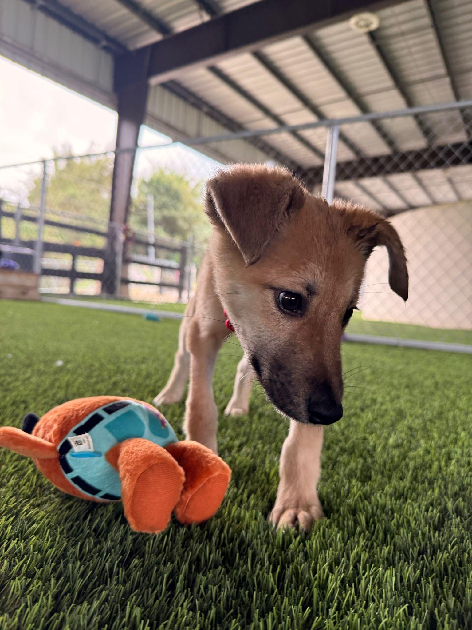 Enlarge Henry, a Adoptable mixed breed in Brooklyn, NY image 4/4