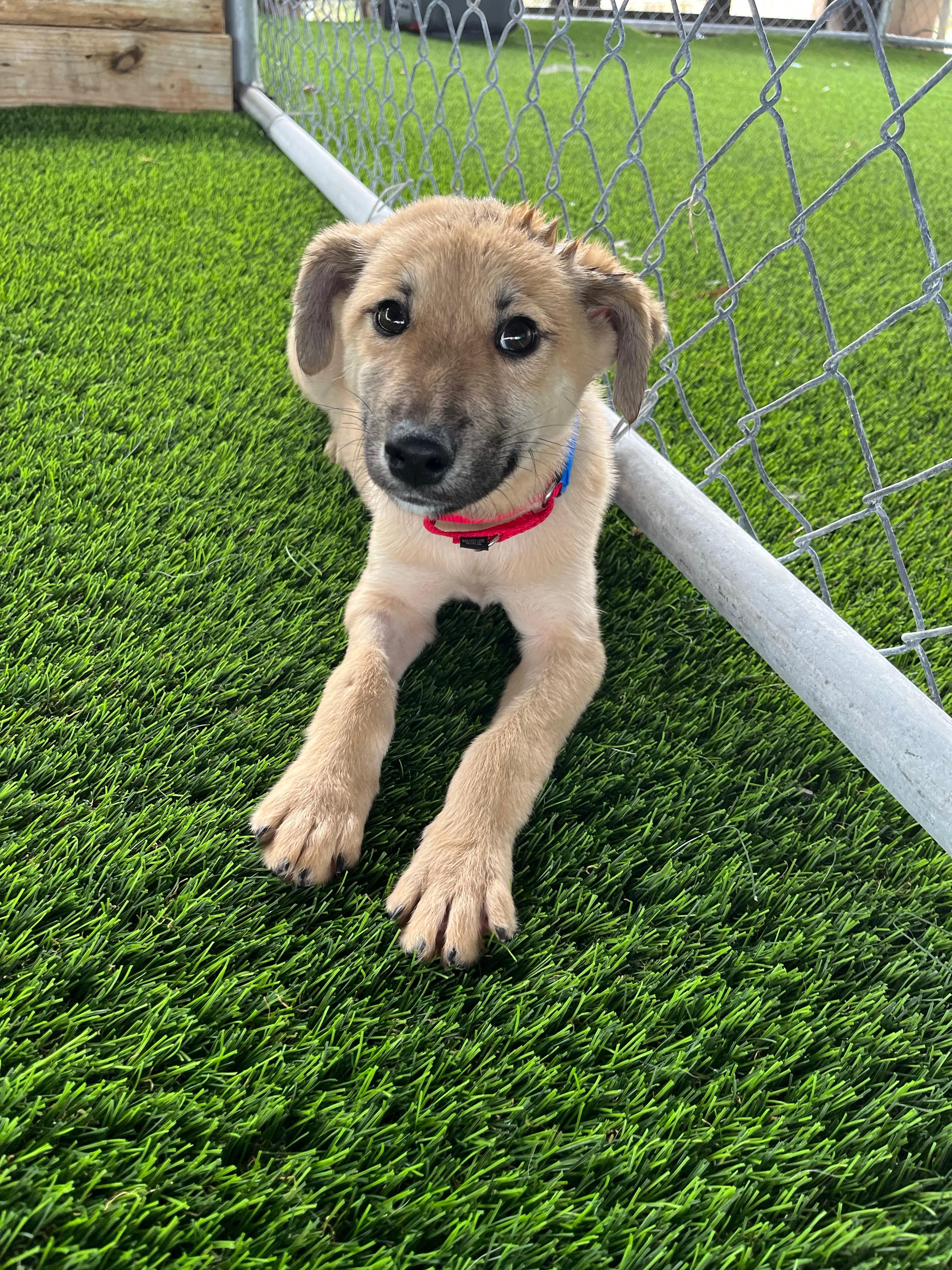 Enlarge Henry, a Adoptable mixed breed in Brooklyn, NY image 3/4
