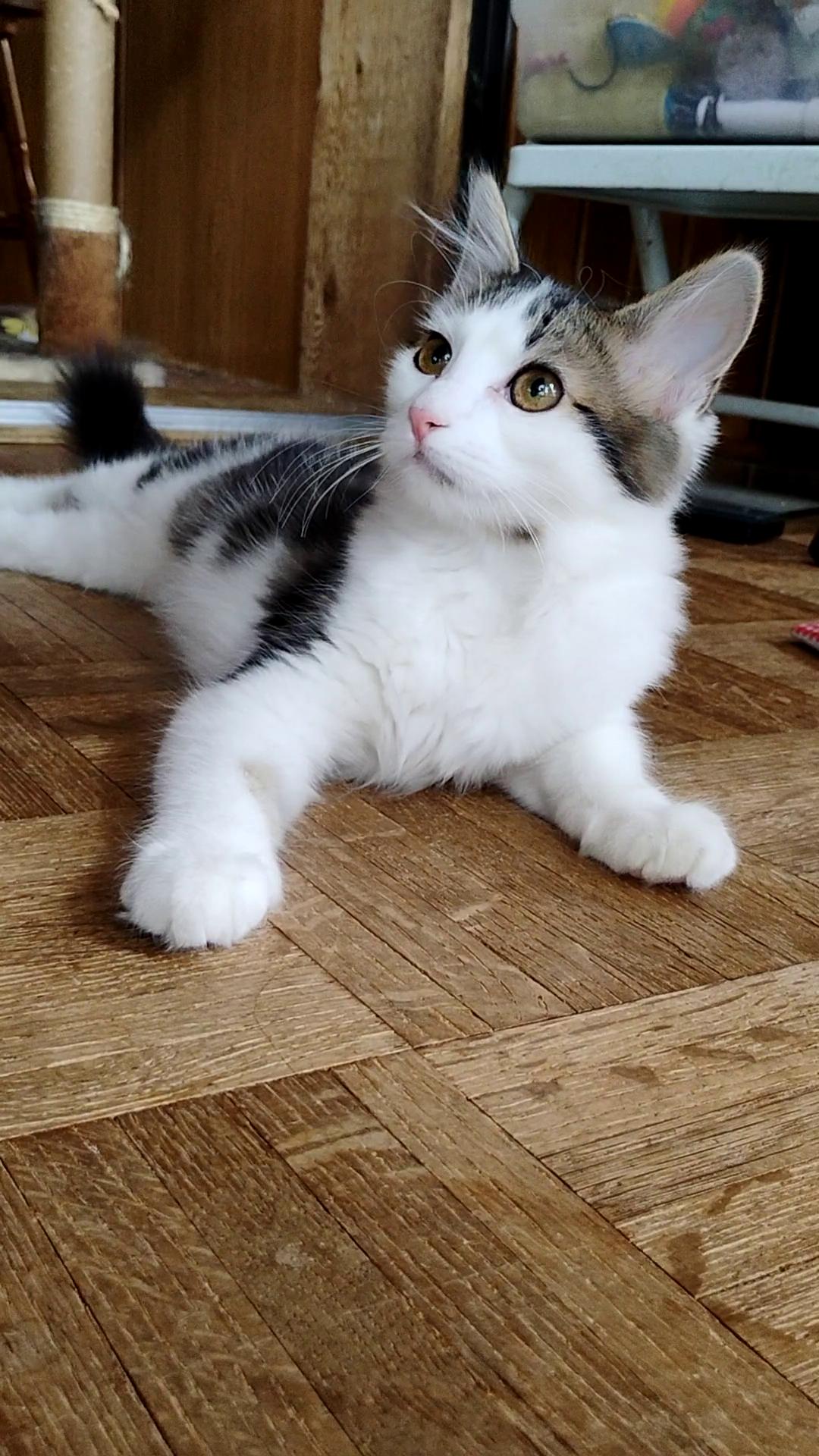 Elly May, Adoptable, Kitten Female Domestic Medium Hair.