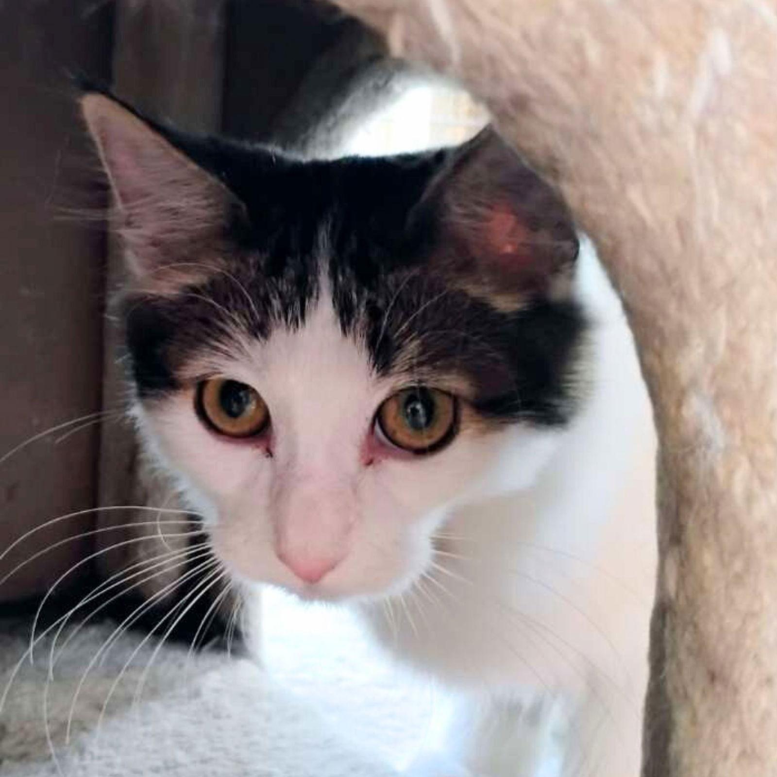 Elly May, a Adoptable Domestic Medium Hair in Laramie, WY image 2/3