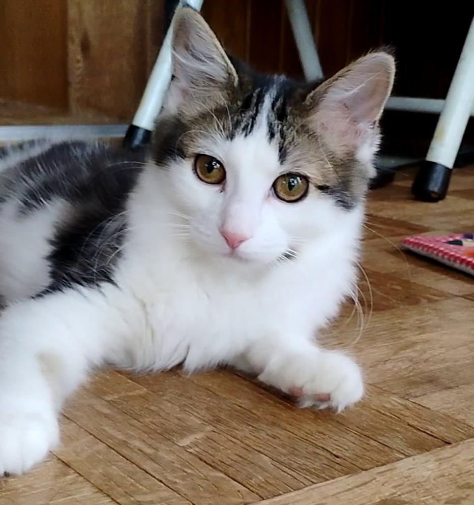 Elly May, a Adoptable Domestic Medium Hair in Laramie, WY image 3/3