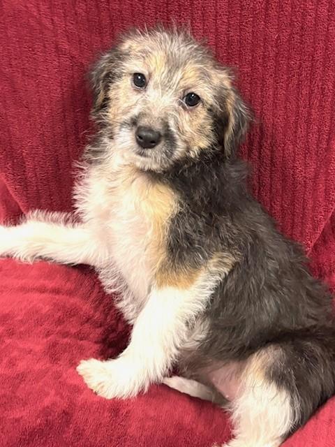 Iga, an adopted mixed breed in Hawk Point, MO image 3/3