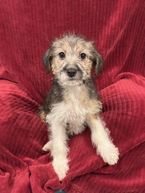 Iga, an adopted mixed breed in Hawk Point, MO image 2/3