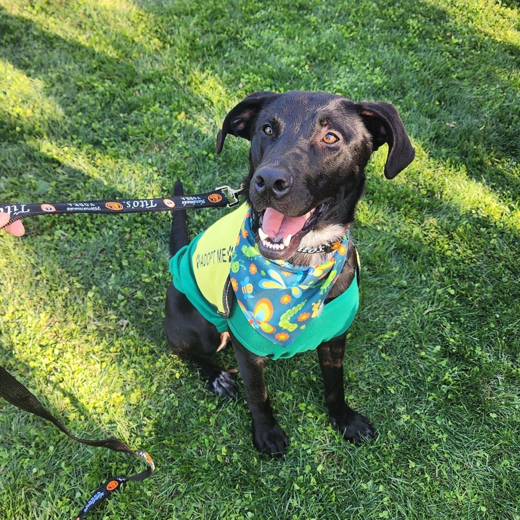 Spooky F NV, Adoptable, Adult Male Black Labrador Retriever.