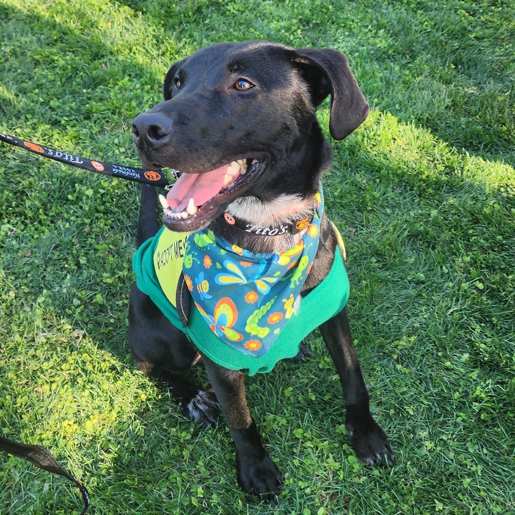 Spooky F NV, a Adoptable mixed breed in Las Vegas, NV image 2/3