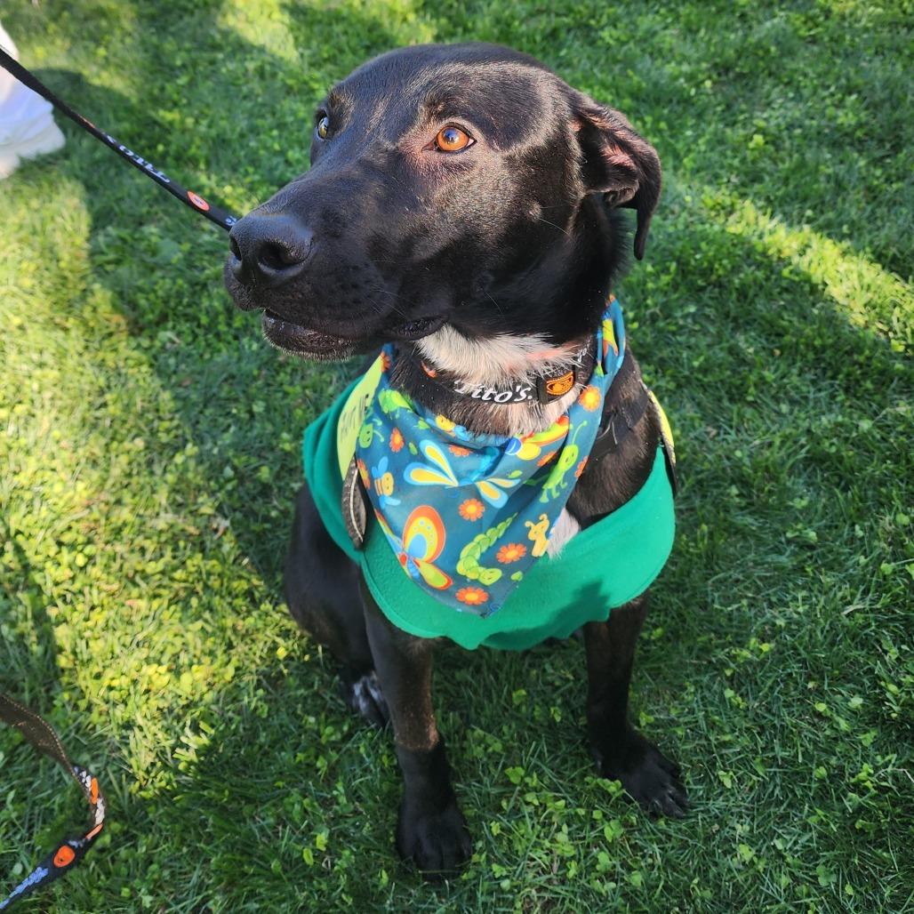 Spooky F NV, a Adoptable mixed breed in Las Vegas, NV image 3/3