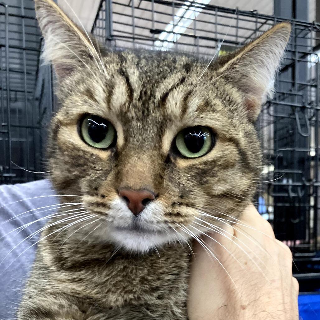 Pinecone, Adoptable, Adult Male Domestic Short Hair.