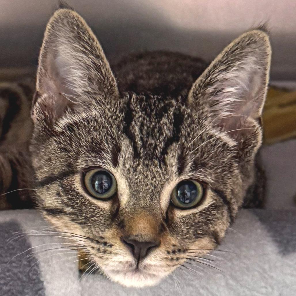 Baby Beans, Adoptable, Kitten Male Domestic Short Hair.