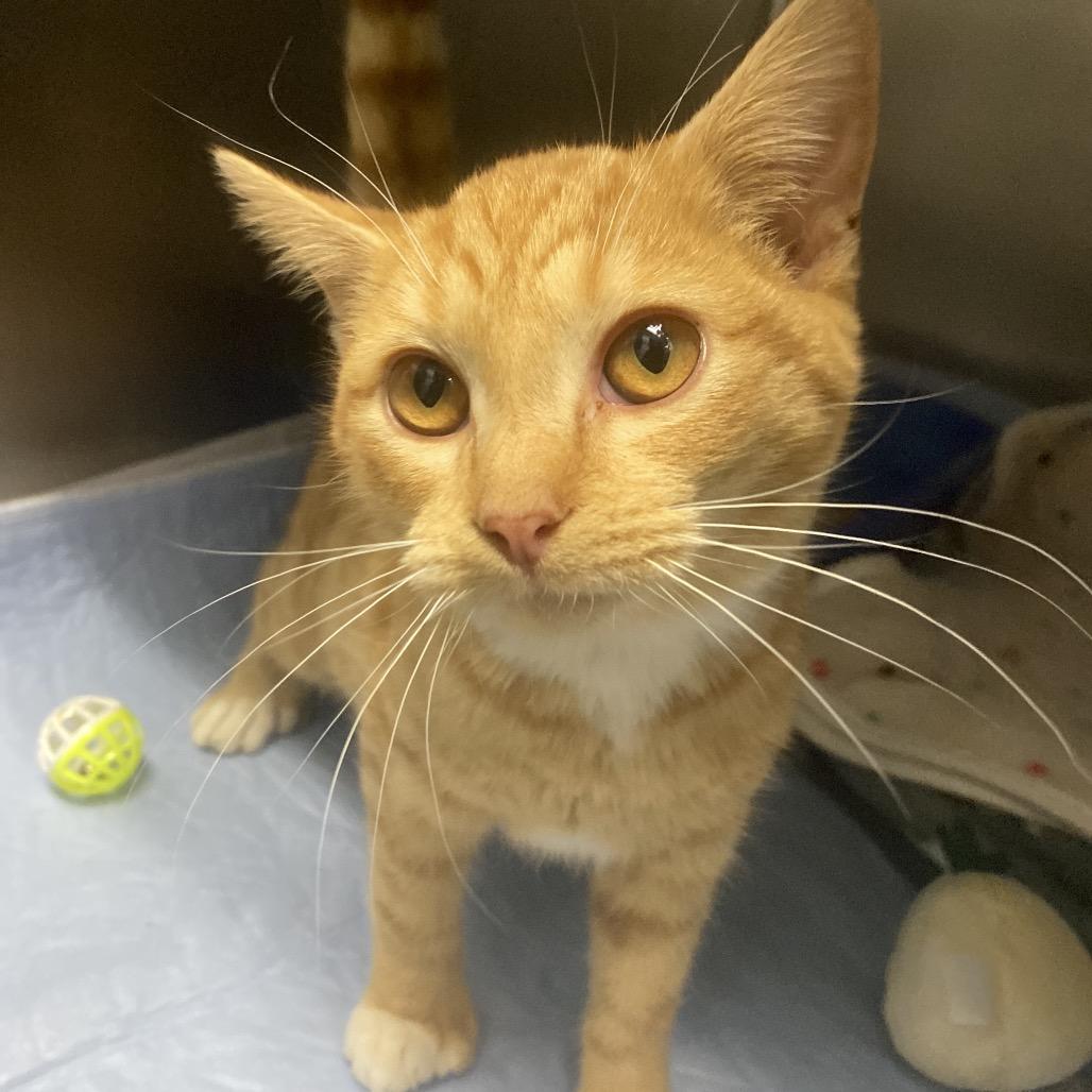 Janet, Adoptable, Young Female Domestic Short Hair.