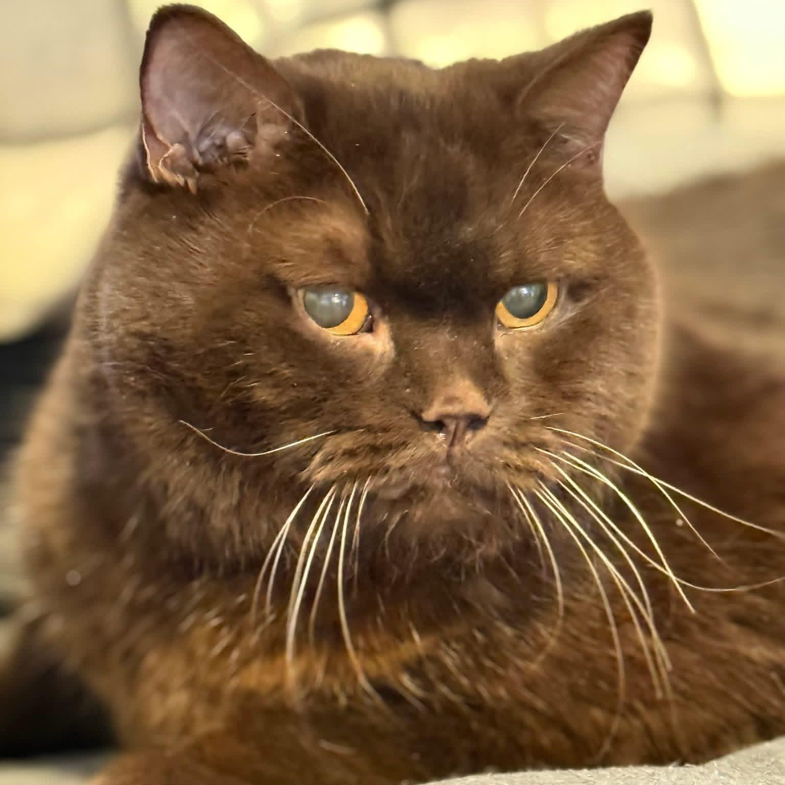 Phat Tom $99 ADOPTION FEE, adopted, Senior Male British Shorthair.