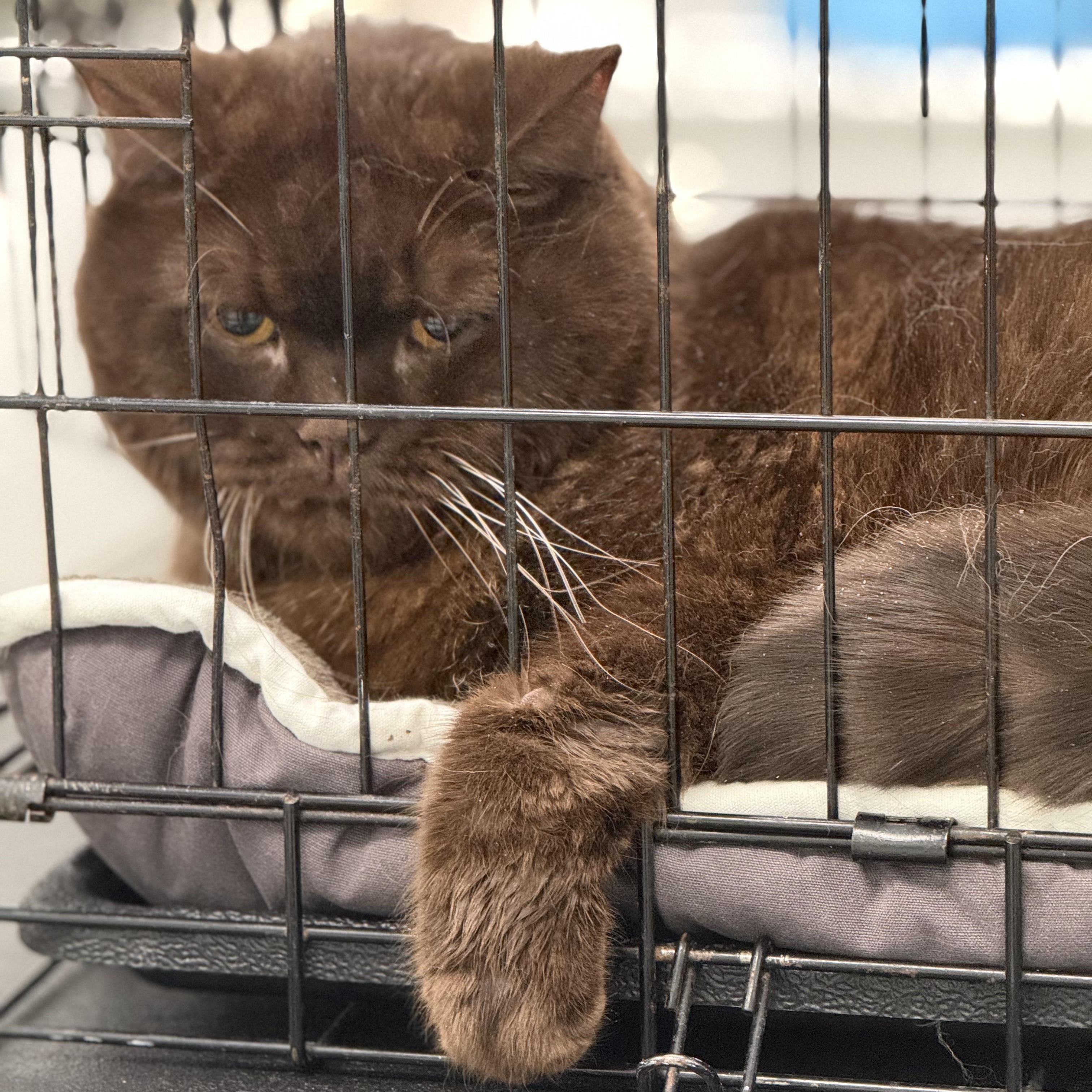Phat Tom $99 ADOPTION FEE, an adopted British Shorthair in Scarborough, ON image 3/6