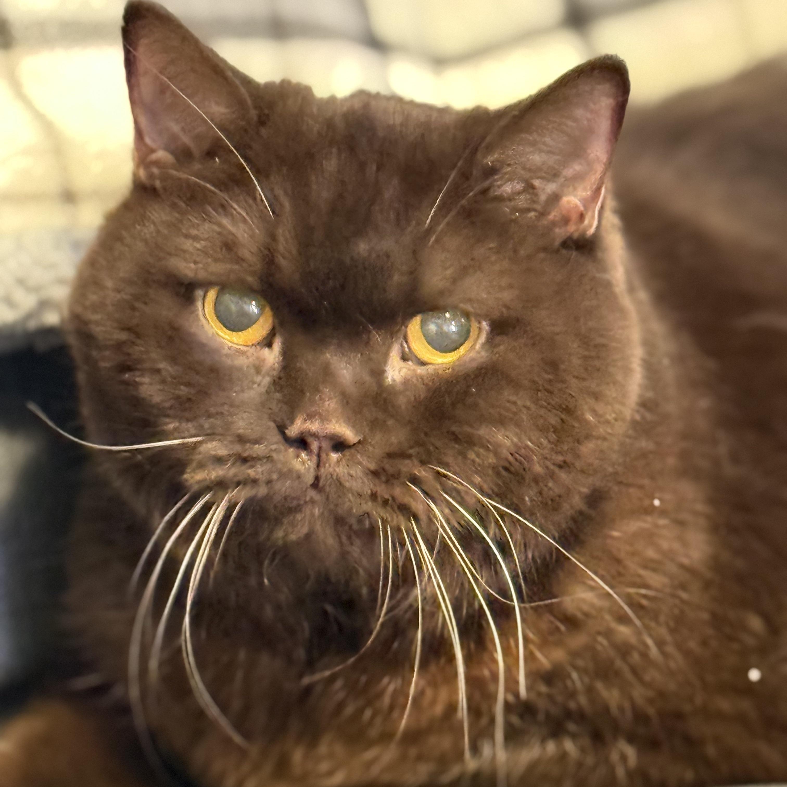 Phat Tom $99 ADOPTION FEE, an adopted British Shorthair in Scarborough, ON image 5/6