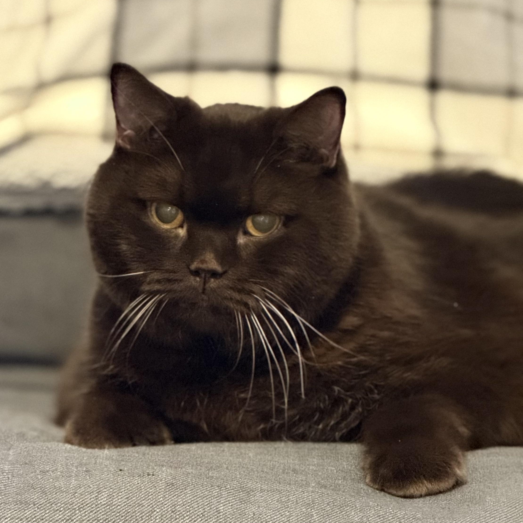 Phat Tom $99 ADOPTION FEE, an adopted British Shorthair in Scarborough, ON image 4/6