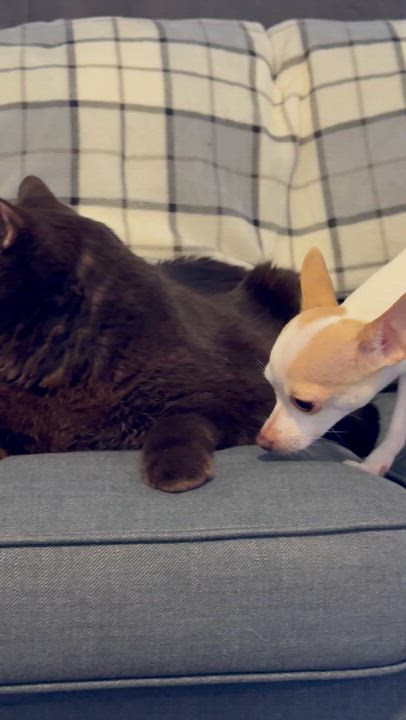 Enlarge Phat Tom $99 ADOPTION FEE, an adopted British Shorthair in Scarborough, ON video 6/6